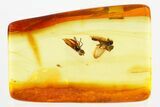 Two Fossil Dagger Flies (Empididae) In Baltic Amber #357822-1